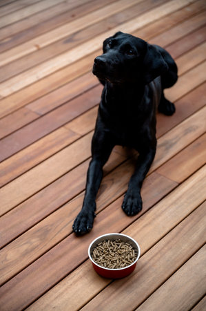 Beautiful black labrador retriever lying down on wooden surface obediently waiting by her food bowl full of kibble.の写真素材