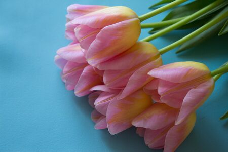 Bouquet pink tulips  on a blue background. Pink tulip. Tulips. Flowers.の写真素材