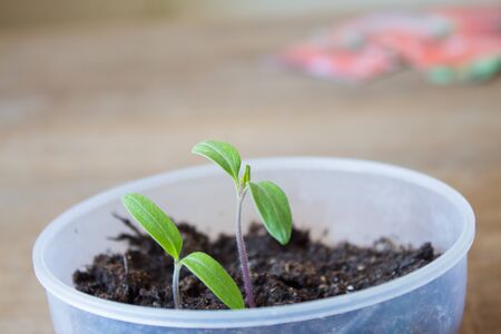 Seedling tomato in a pots on a background of packages with seedsの写真素材