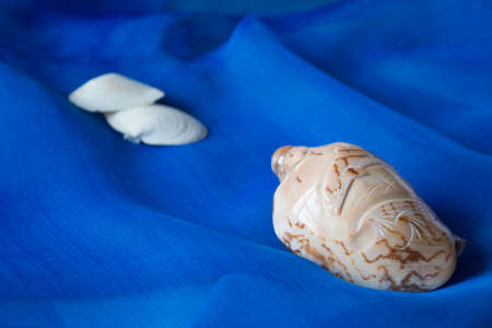 Seashells on a background of blue silk fabric. Like the seaの写真素材