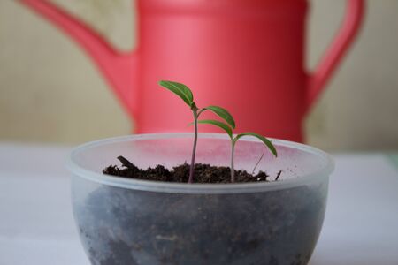 Seedling tomato in a pots against a watering-canの写真素材
