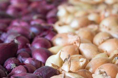 Yellow and purple onions for sowing.  Onions background.の写真素材