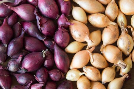 Yellow and purple onions for sowing.  Onions background.の写真素材