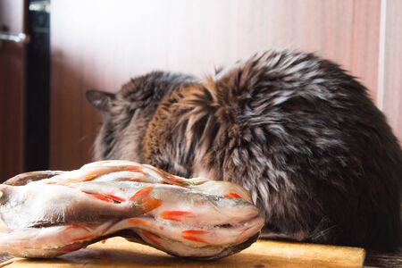 Hungry black cat is waiting for dinner. Winter fishing. Frozen river fish.の写真素材