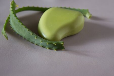 Leaves of aloe vera, soap with aloe. Neutral background.の写真素材