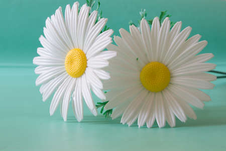 White  chamomiles made of artificial material. The flowers are on a neutral green background.の写真素材