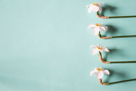 Flower frame made of narcissus on a neutral green background. Top view. Floral background.の写真素材