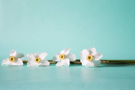 Flower frame made of narcissus on a neutral green background. Floral background.の写真素材