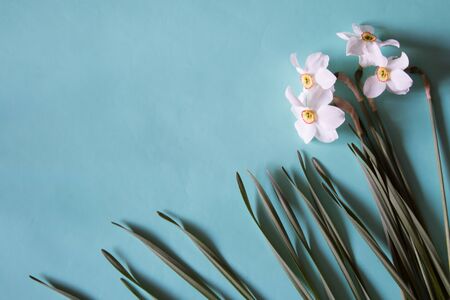 Flower frame made of narcissus on a neutral green background. Floral background.の写真素材