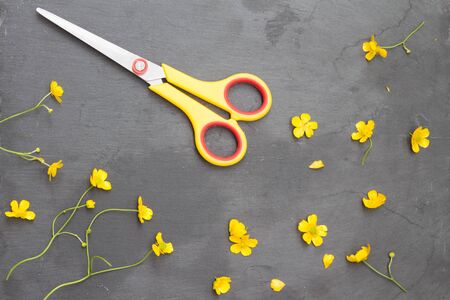 Yellow buttercups and scissors on stone background. Top view.の写真素材