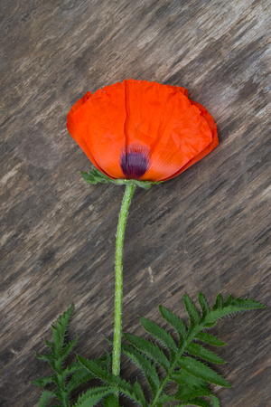 Red poppy on dark wood background. Top view.の写真素材
