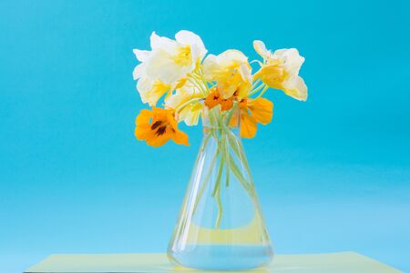 Nasturtium flowers in a glass vase. Beautiful bouquet. Romantic gift. Neutral background.の写真素材