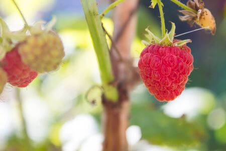 Raspberry bush (Rubus idaeus). Organic ripe  red and green raspberries, grown in the garden.