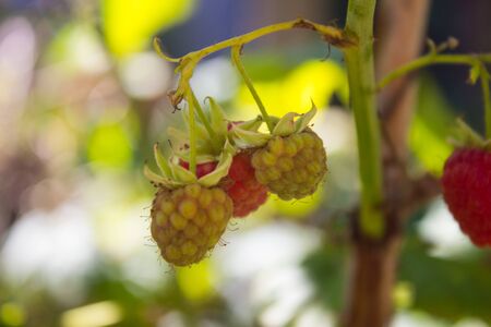 Raspberry bush (Rubus idaeus). Organic ripe  red and green raspberries, grown in the garden.