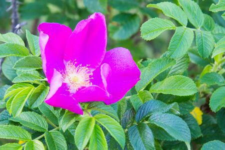 Pink rosehip flower on a branch with green leaves. The garden on a sunny day.の写真素材
