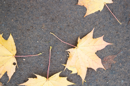 Yellow maple leaves on the asphalt. Autumn leaf fall, top view.の写真素材