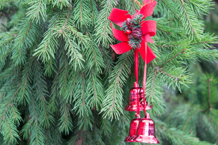 Christmas decoration with red bells on fluffy spruce branches. Background of real alive spruce tree....