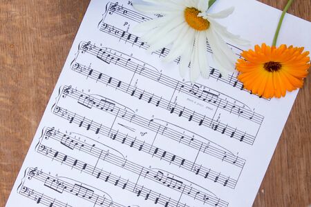 Orange calendula flower and white chamomile on music notes sheet. Wood table. Top view.の写真素材