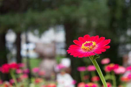 Close up of red Zinnia flower in garden or park. Blurred color background.の写真素材