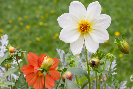 White beautiful dahlia flower on natural background.の写真素材
