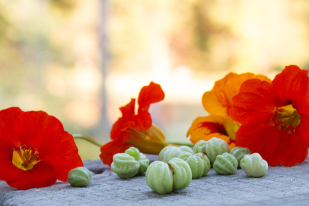 Colorful nasturtium flowers with green seeds on natural backgroundの写真素材