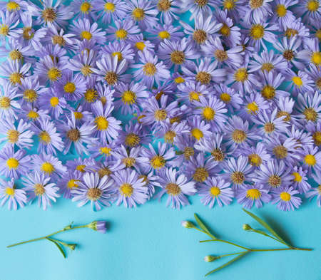 Floral frame with violet asters on blue background. Top view.