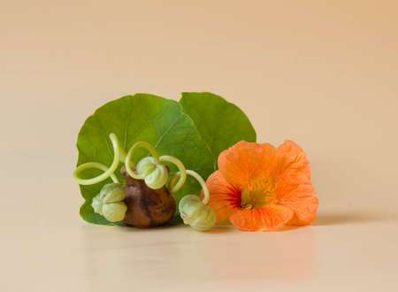 Flower arrangement of fresh green seeds and flowers of nasturtium on pastel bacgroundの写真素材
