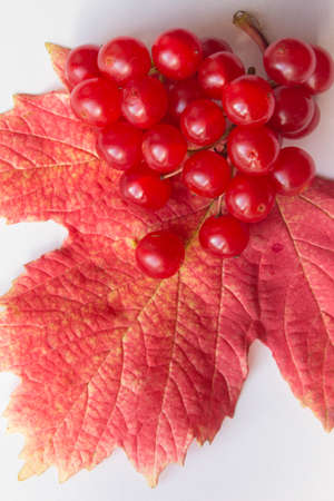 Red viburnum berries on autumn colorful leaves. Top view.の写真素材