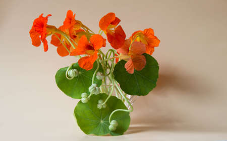 Flower arrangement of fresh green seeds and flowers of nasturtium on pastel backgroundの写真素材