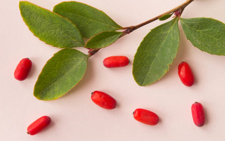 Branch of barberry green leaves with ripe barberries isolated on pink background. top view.の写真素材