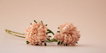 Two pink aster flowers on light neutral background.の写真素材