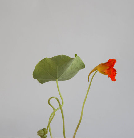 Red flower of nasturtium with ripe seed and green leaf. Edible garden flowers. floral background.の写真素材