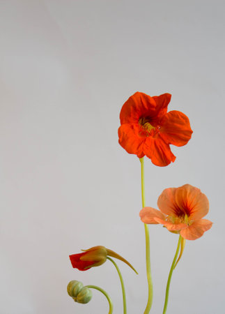Nasturtium flowers with ripe seed. Edible garden flowers. floral background.の写真素材