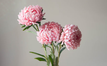 Fresh aster flowers on beige background. Beautiful fresh garden flowers with space for text.の写真素材