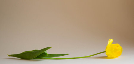 Fresh tulip on light neutral background. Beautiful yellow garden flower with space for text.の写真素材