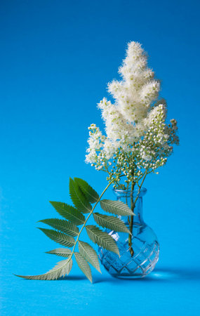 Branch with blooming spirea small flowers in a glass vase on a blue background. Ornate white fluffy spiraea decorated with green rowan leaves.の写真素材