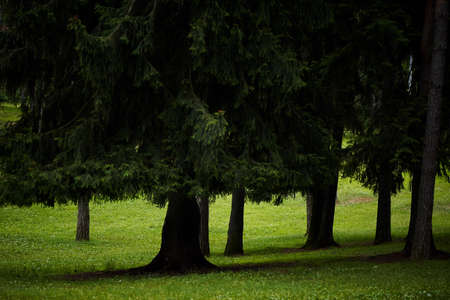 Beautiful Park with mighty green trees with nobodyの写真素材