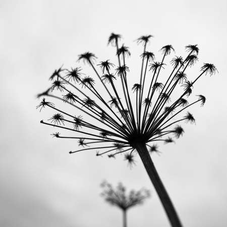 Black and white photograph of the dried flowersの写真素材