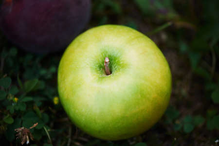 green fresh  apple on green grass in summerの写真素材