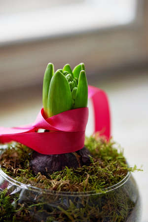 spring flower hyacinth glass shape with pink ribbon and mossの写真素材