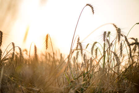 Field of dry wild spikes backlit with warm setting sun