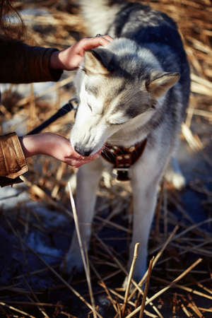 Siberian husky eating from hand to field