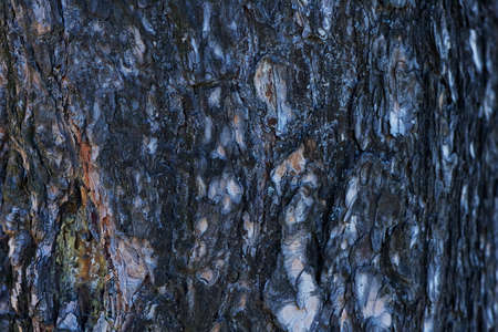 Old walnut tree trunk detail texture as natural background.の写真素材
