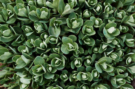 Rustic macro shot of cactus - tropical plant with shallow depth of field.Natural background with succulent.の写真素材