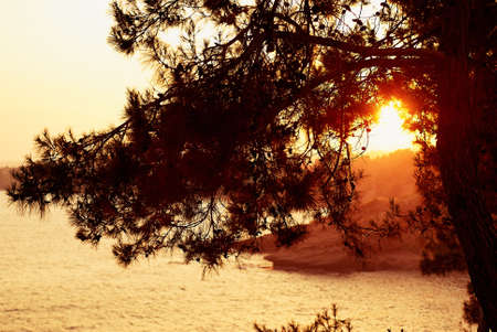 The red setting sun through the pine branches, seaの写真素材