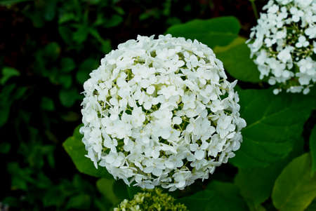 hydrangea paniculata white on a green backgroundの写真素材
