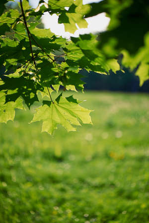 Green leaves through the Sunset. green Grassの写真素材
