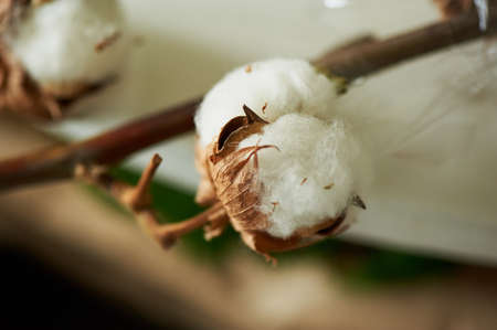 Cotton cotton balls on blurred background. close planの写真素材