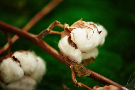 Cotton cotton balls on blurred background. close planの写真素材