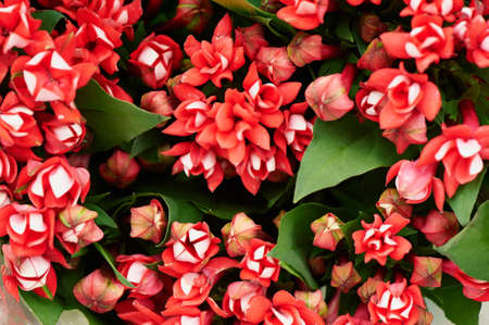Floral red small flower bouvardia for interior decoration and bouquets. Textureの写真素材